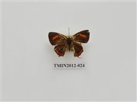 藏品(紫日灰蝶)的圖片